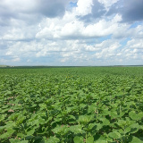 Canola prior to flowering