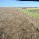 Seeding at harvest