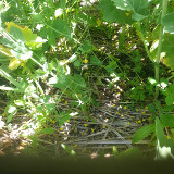 Clover cover crop under canola