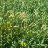 Cover crop