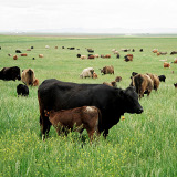 Grazing the herd 2004