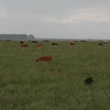 Cattle Grazing