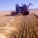 Harvesting in 1965