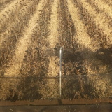 Harvesting a Canola/Sunflower intercrop