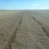 Harvesting Hard Red Spring Wheat