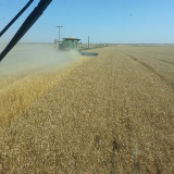 Harvesting Wheat