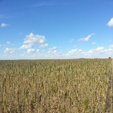 Hemp ready for harvest