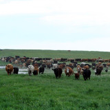 Moving the cow herd June 2006