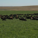 Cows grazing irrigated pasture.