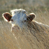 A contented cow