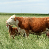 Cow-calf pair