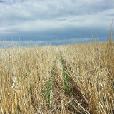 Field peas poking through stripper stubble