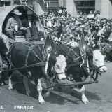 Lamb oxen in the 1943 Calgary Stampede