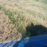 Stripping wheat in a relay cover crop