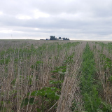 Sunflowers before flowering