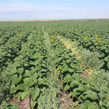 Sunflowers beginning to flower with peas between rows