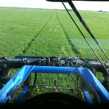 Tramlines from the sprayer cab