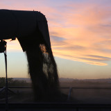 Unloading Grain