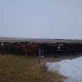 2016 yearlings on irrigated pasture